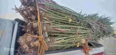 يوجدلدين جميع انواع انخل المثمره وزينه 8