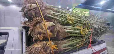 يوجدلدين جميع انواع انخل المثمره وزينه 9