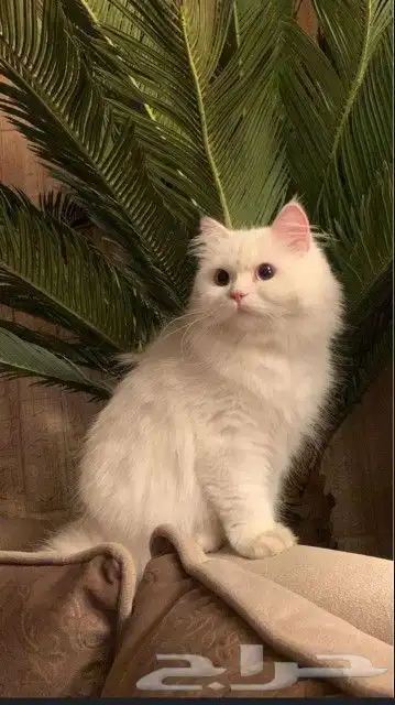 السلام عليكم ورحمه الله وبركاته متوفر عندنا فندقه منزليه قطط 2