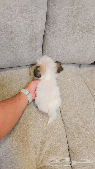 كلب مالتيبو بحجم كف اليد Maltipoo 0