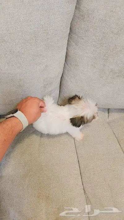كلب مالتيبو بحجم كف اليد Maltipoo 1