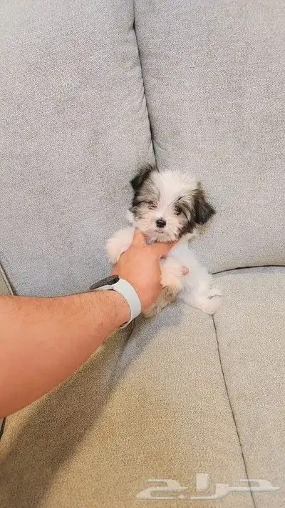 كلب مالتيبو بحجم كف اليد Maltipoo 2