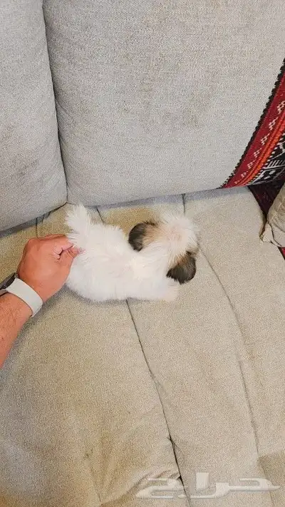 كلب مالتيبو بحجم كف اليد Maltipoo 5