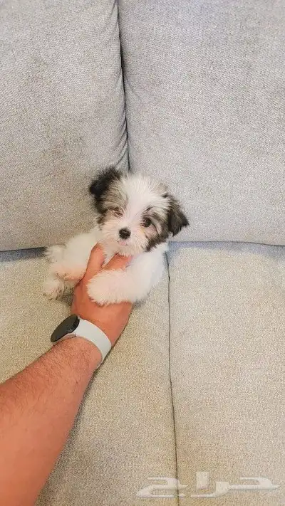 كلب مالتيبو بحجم كف اليد Maltipoo 4