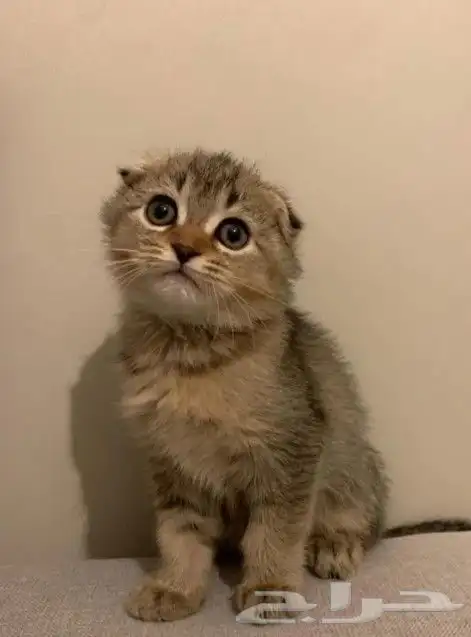 السلام عليكم ورحمه الله وبركاته متوفر عندنا فندقه منزليه قطط 1