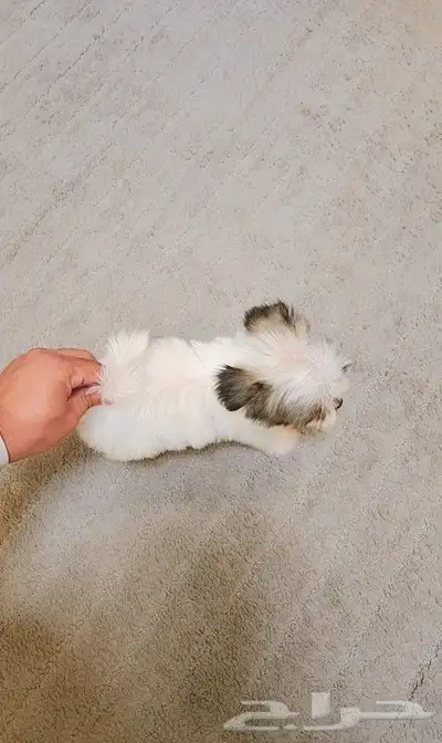كلب مالتيبو بحجم كف اليد Maltipoo 3
