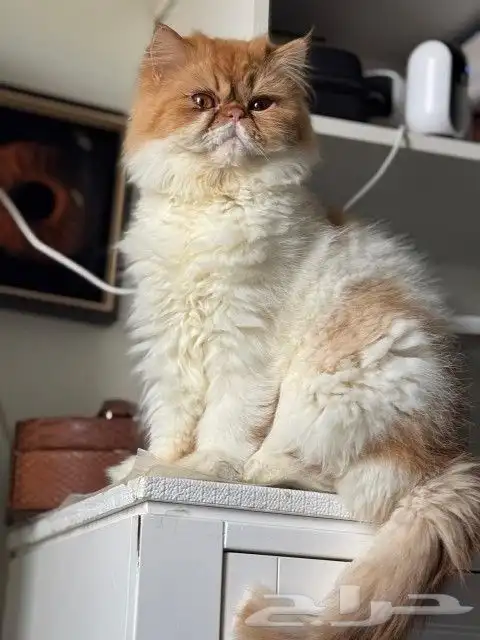 السلام عليكم ورحمه الله وبركاته متوفر عندنا فندقه منزليه قطط 0