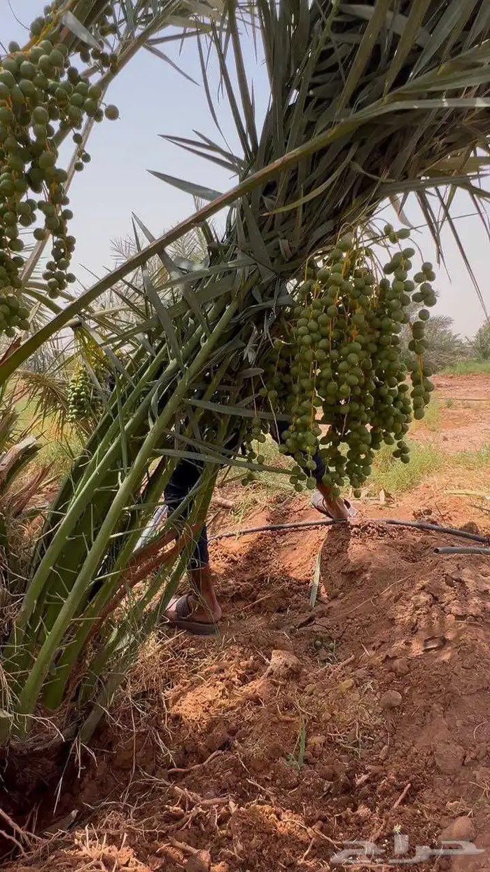 نخل مثمر خلاص وصقعي ومجدول 0