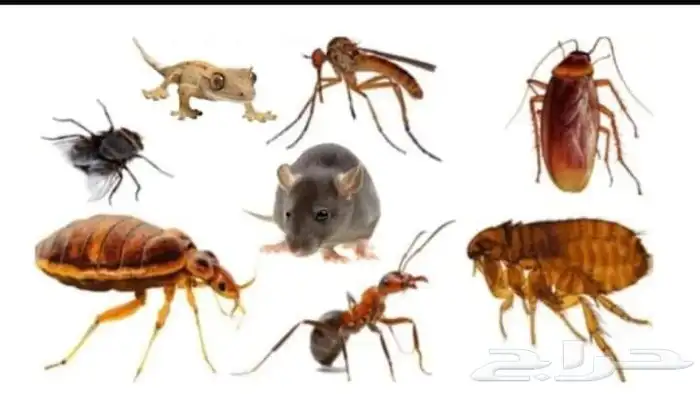 شركه مكافحه حشرات بمكه ورش حشرات فمكه 1