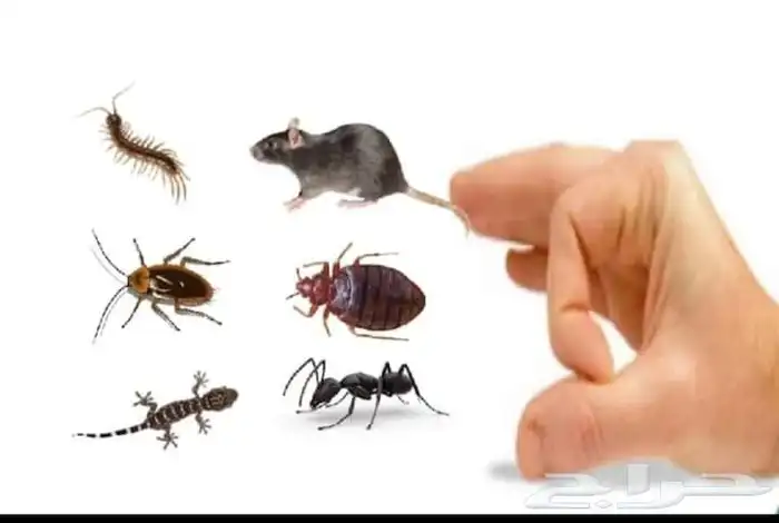شركه مكافحه حشرات بمكه ورش حشرات فمكه 0