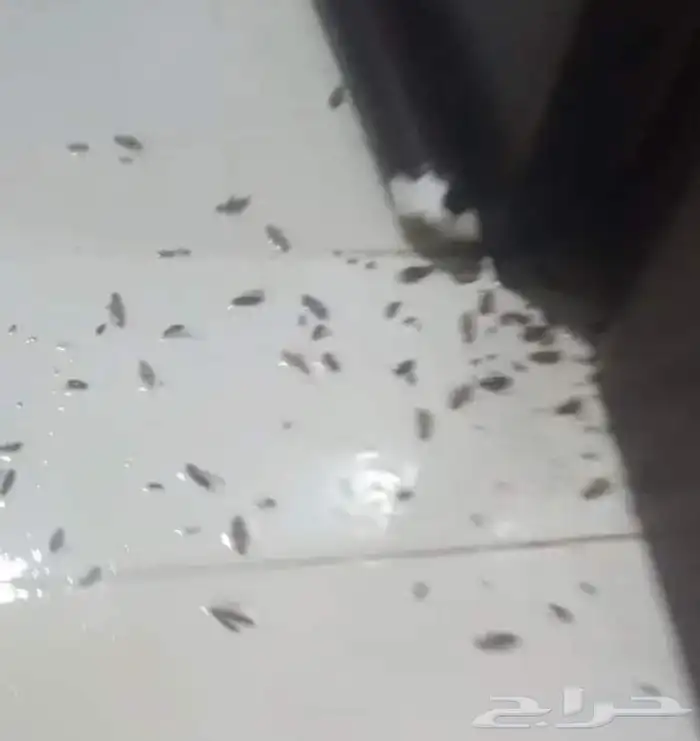 شركه مكافحه حشرات بمكه ورش حشرات فمكه 4