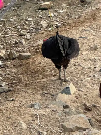 دجاج بياض بلدي 15 حبه 1