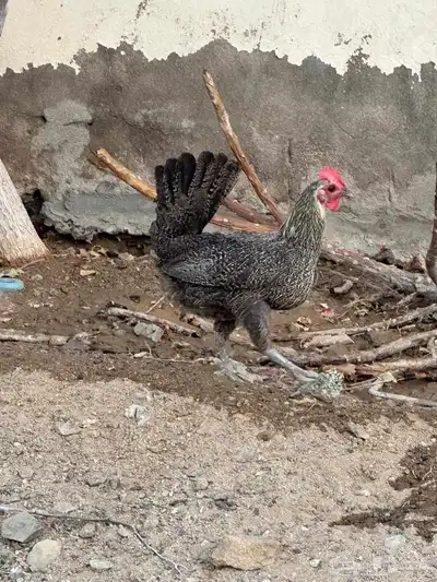 دجاج بياض بلدي 15 حبه 5