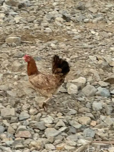 دجاج بياض بلدي 15 حبه 0