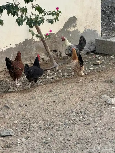 دجاج بياض بلدي 15 حبه 2