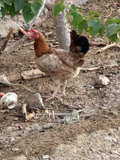 دجاج بياض بلدي 15 حبه 4