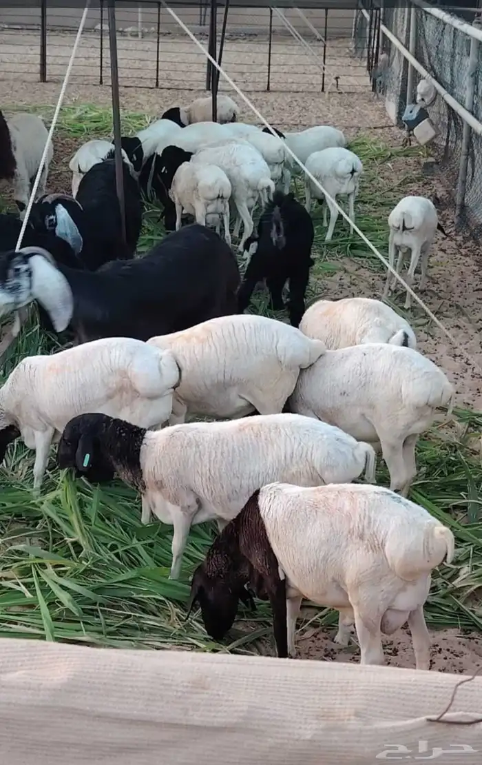 غنم تربيه بربري 0