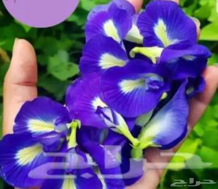 بكجات مفيد لذيذ صحي.. سدر جبلي علاجي صبار الوفيرا شاي ازرق 18