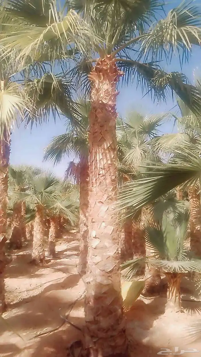 يوجد لدينا نخيل مثمر ونخيل زين 2