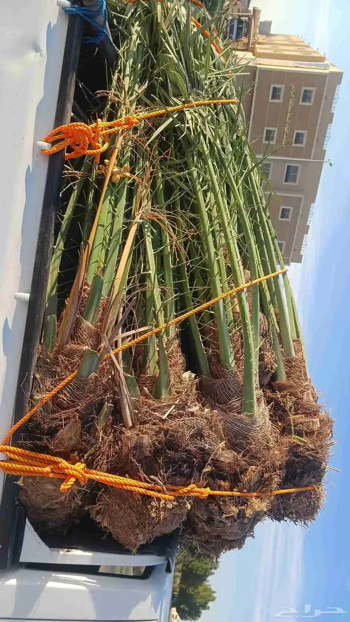يوجد لدينا جميع انواع النخيل المثمرة وزينه اتواصل جول 050656 8