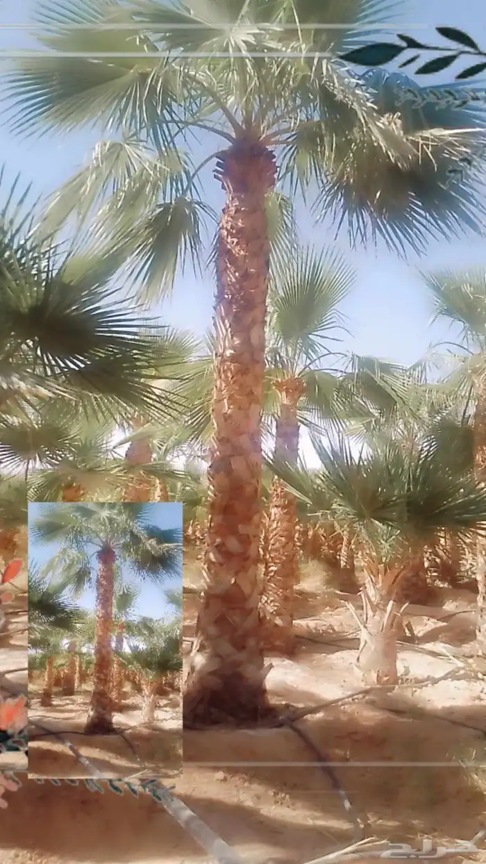 يوجد لدينا نخيل مثمر ونخيل زين 0