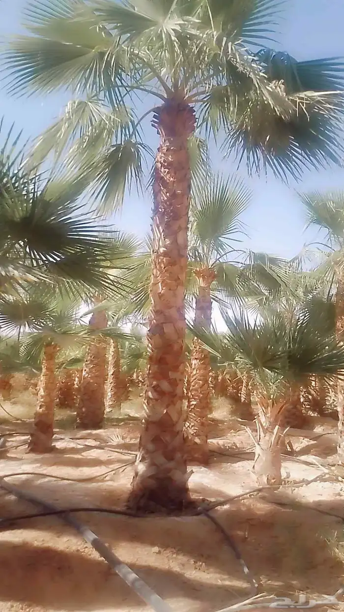 يوجد لدينا نخيل مثمر ونخيل زين 3