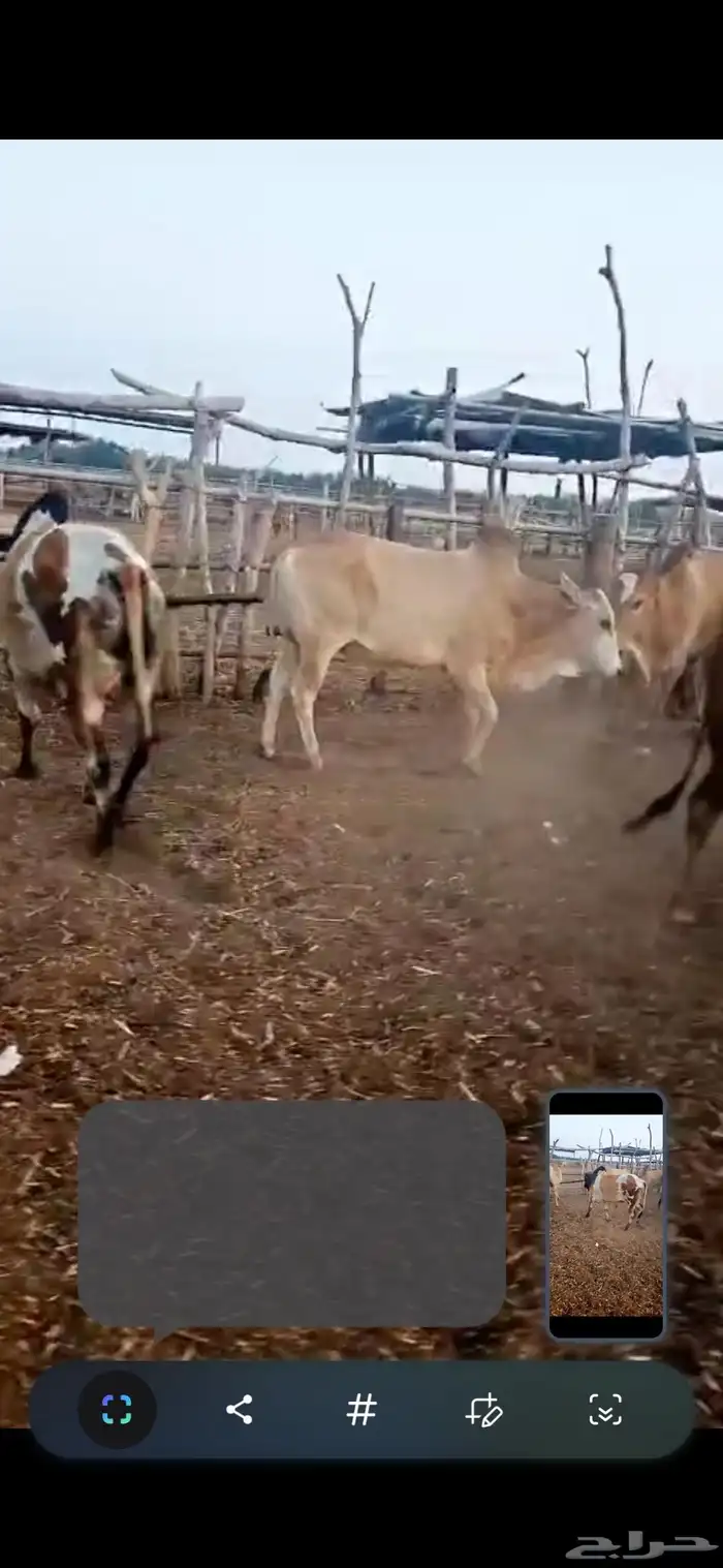 عجول بلدي شحم 4