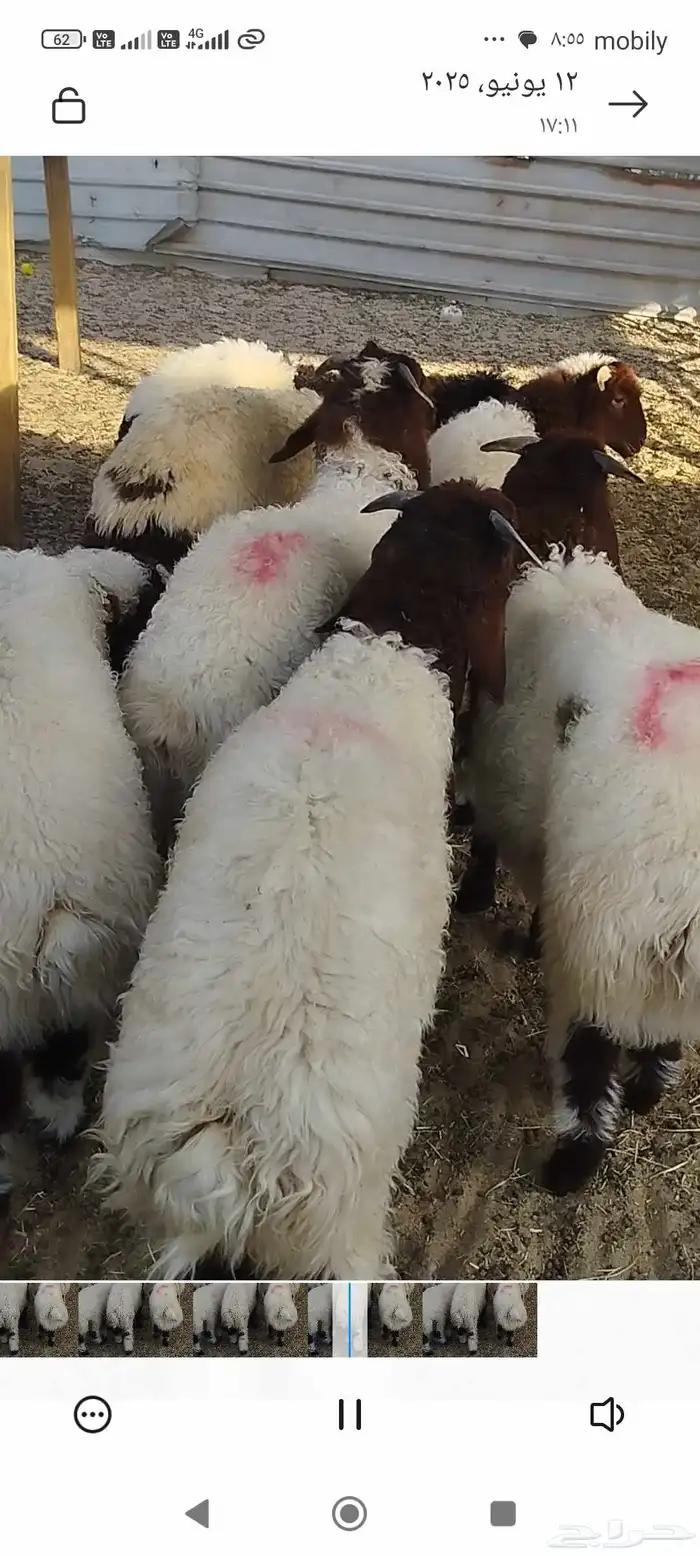 ذبائح ابوخالد 1