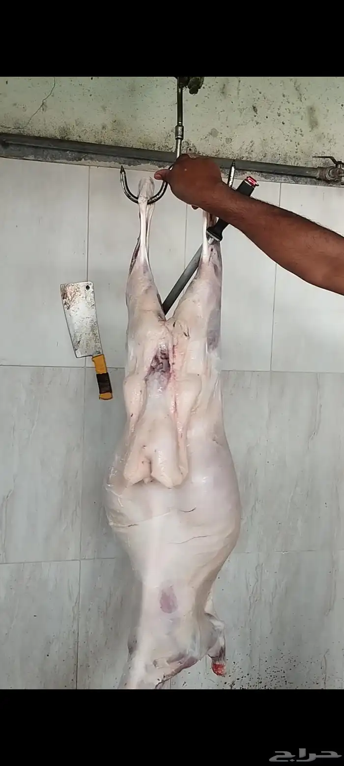 ذبائح ابوخالد 5