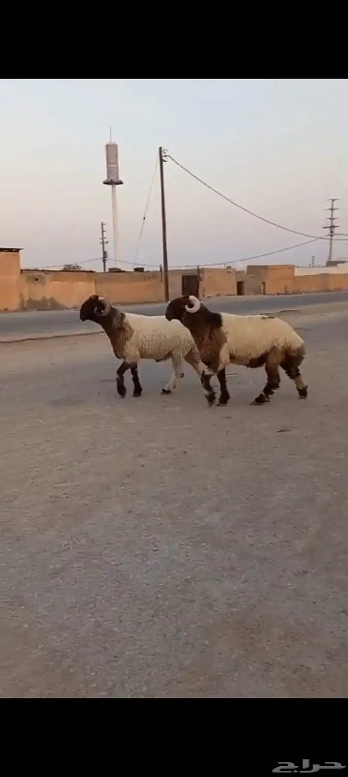 ثنيان طيبات لون جبار طرف كسره راس طيبه مشاء الله تبارك الله 4