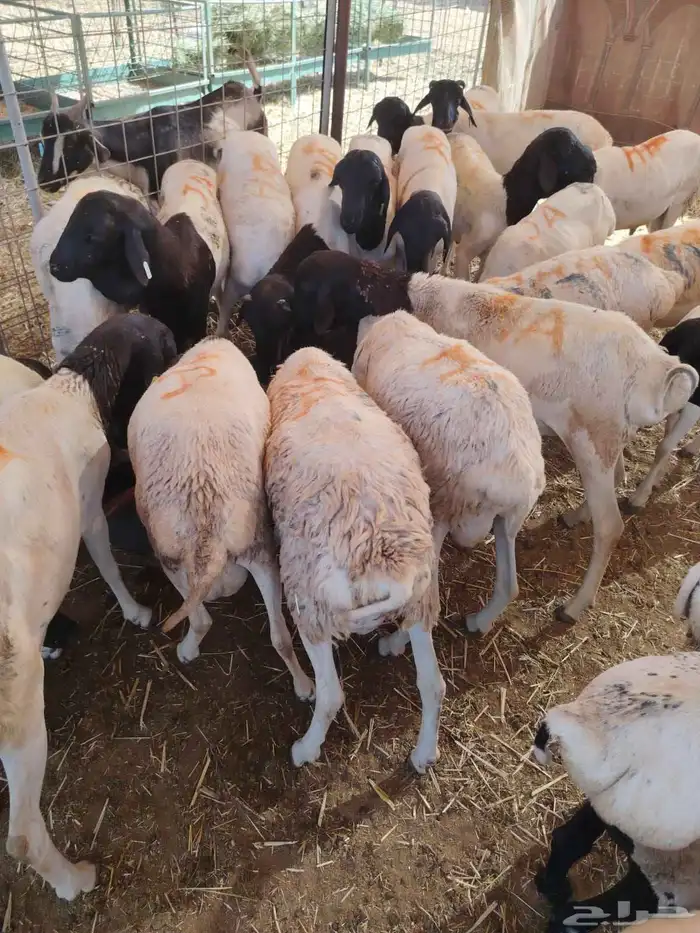 برابر وتيوس صوماليه وسواكن 2