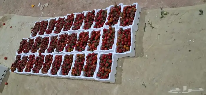 توريد خضار القصيم الى جميع المدن 6