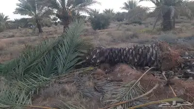 يوجد لدينا انواع النخل المقاسات والفروخ 8