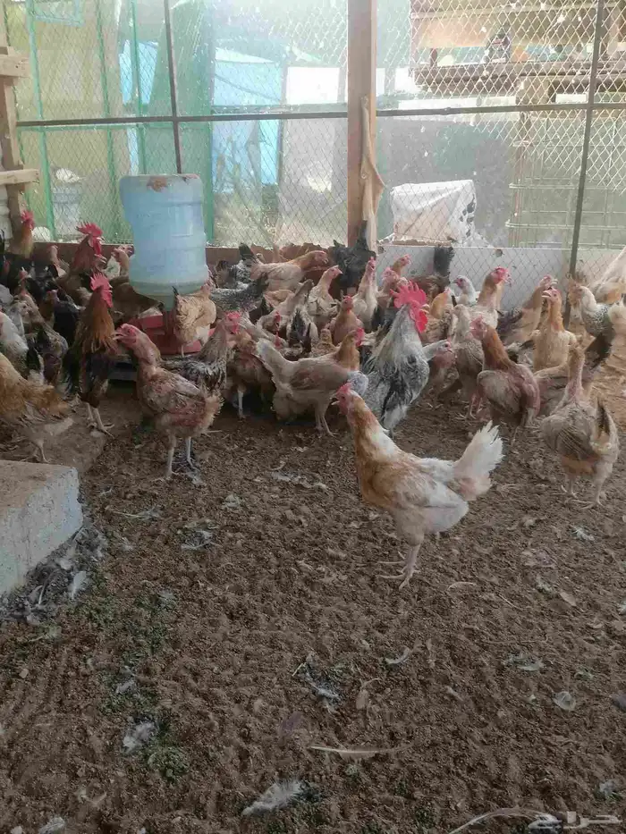 دجاج بلدي بياض وديوك 1