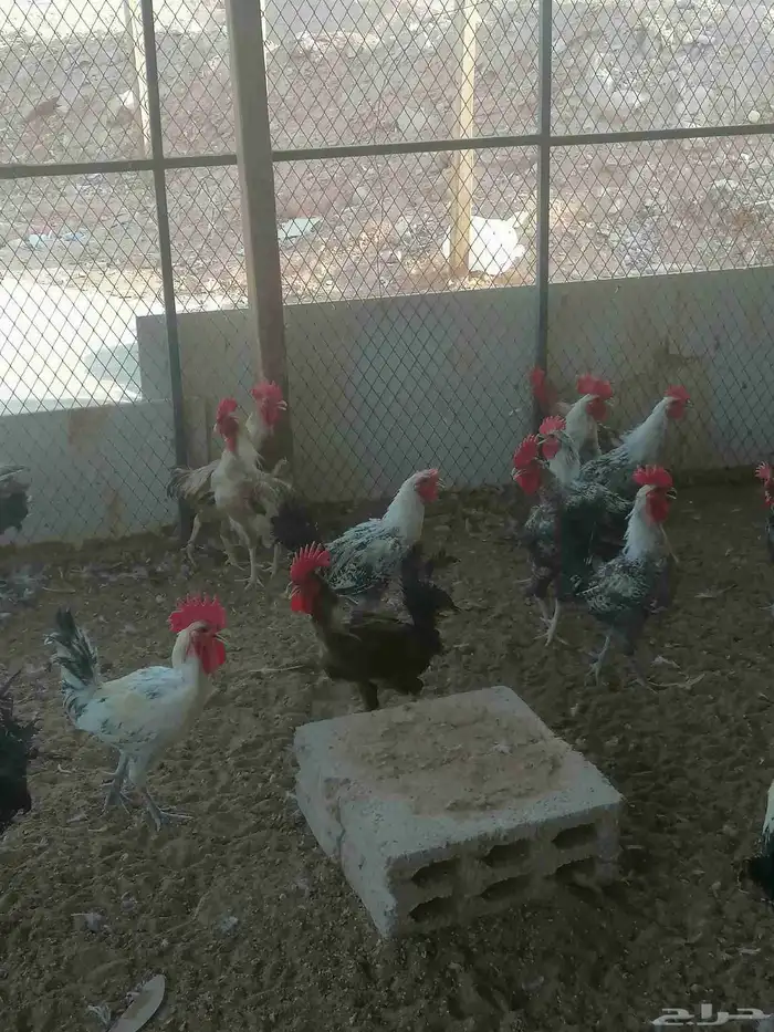 دجاج بلدي بياض وديوك 0