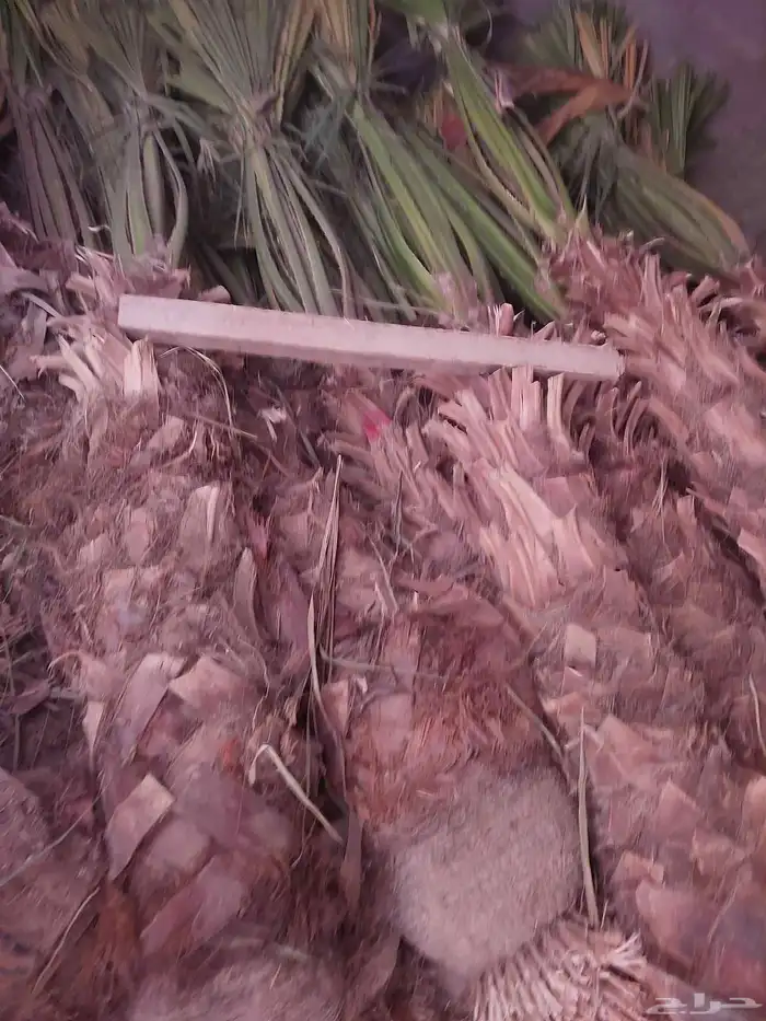 نخل واشنطن ابومروحه 4