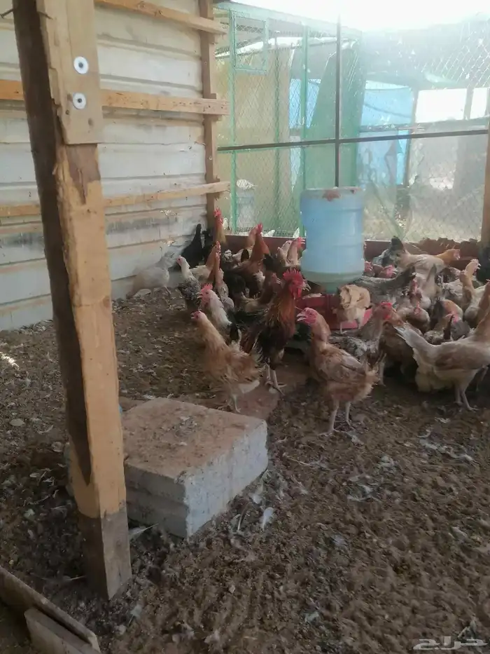 دجاج بلدي بياض وديوك 4