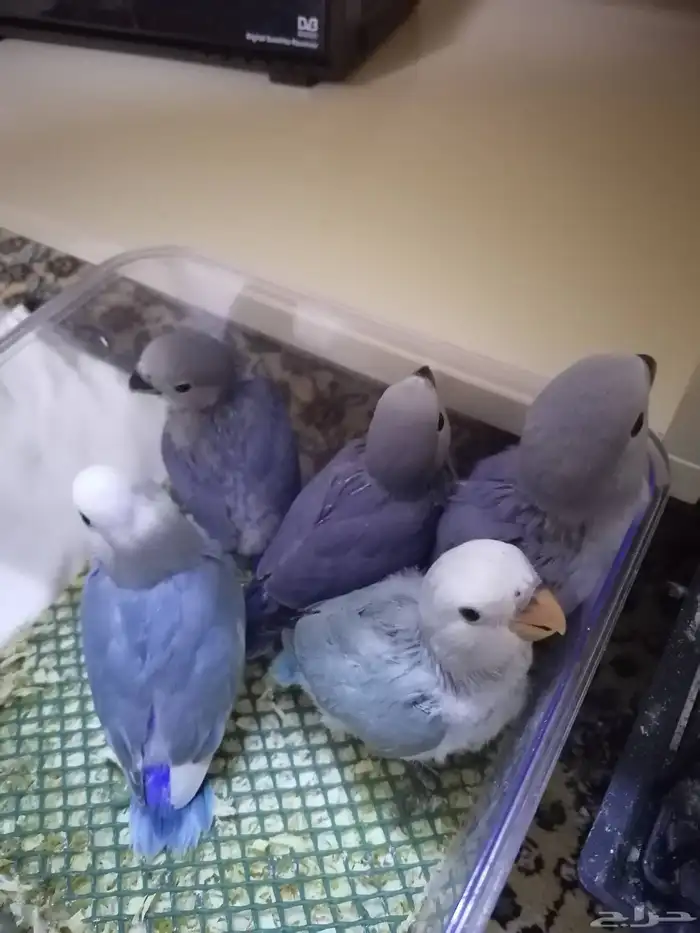 فروخ روز غر ((تم البيع)) 1