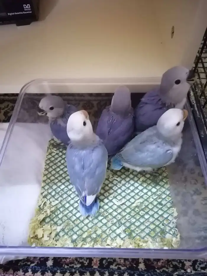 فروخ روز غر ((تم البيع)) 2