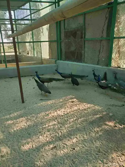 طواويس هندي للبيع 1