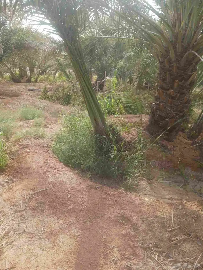 يوجد لدينا جميع انواع النخيل المثمرة وزينه اتواصل جول 050656 4