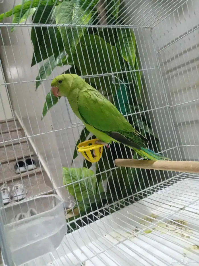 دره هندي 1