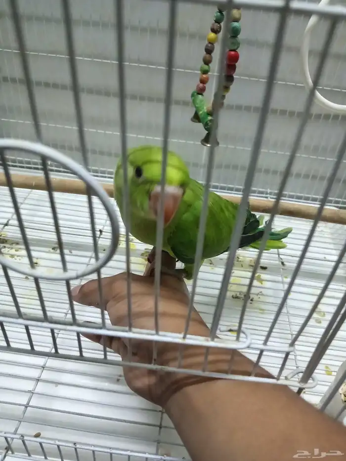 دره هندي 4