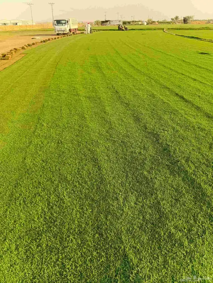 تيل سي 2000صافي وطبيعي الموقع الخرج 2