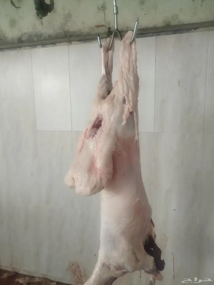 ذبائح ابوخالد 4