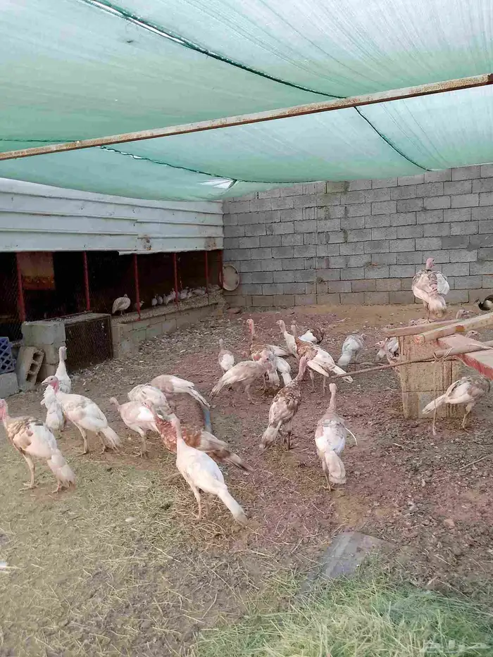 نتائج رومي اللي يبغى يتواصل معي الحبه على 85 7