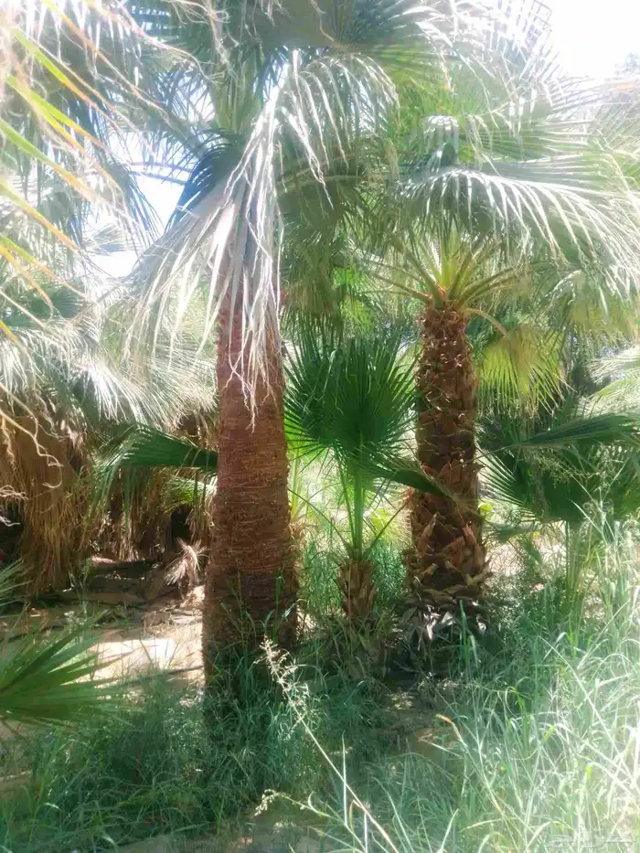 مشتل نخيل واشنطن حي العبجه طريق الخرج 5