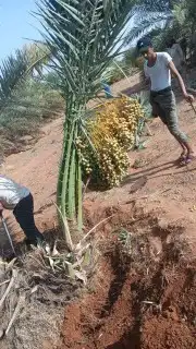 تحت إشراف ابو نايف ت توريد جميع أنواع اتخيل 0