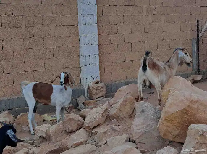 عنزتين 1
