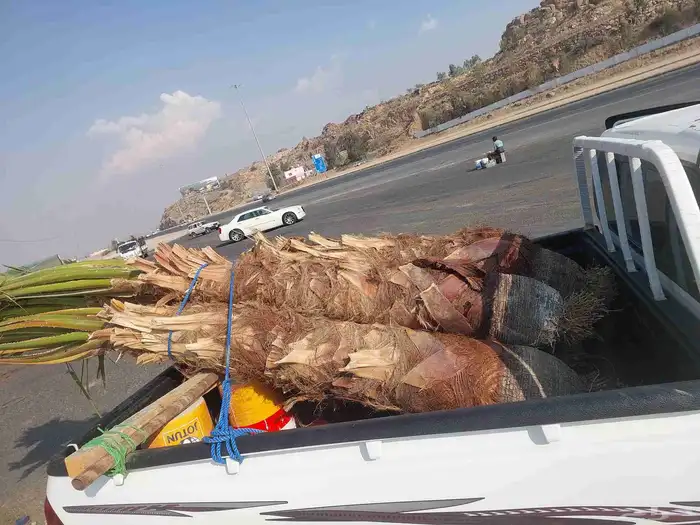 نخل واشنطن ابومروحه 0
